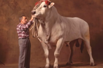 El toro más grande del mundo: fotos y videos