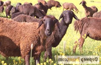 Бизнес план за развъждане на овце: тайни на успешно овцевъдство