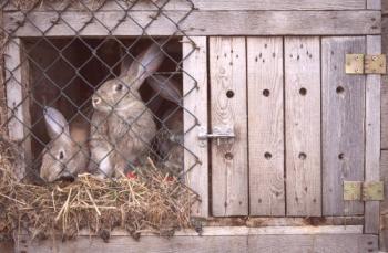 ¿Por qué los conejos roen jaulas de madera: razones