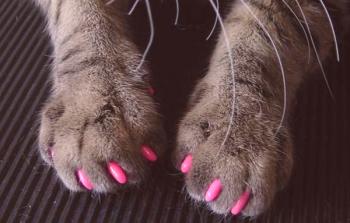 Antiestaps para gatos en las garras: cómo usar y quitar, reseñas