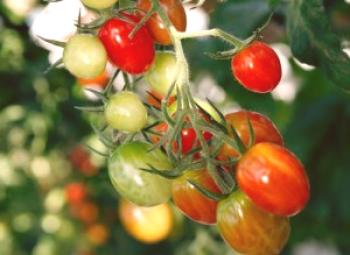 Plantas de jardín ornamentales - tomates!