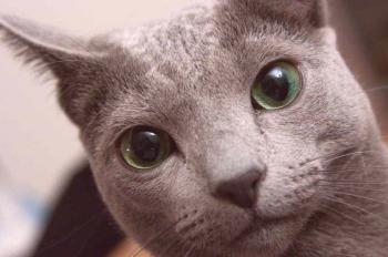 Ruska modra mačka: fotografija, pasma, značaj, zdravje