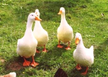 Una visión general de los patos de carne de pato: descripción, dignidad, foto