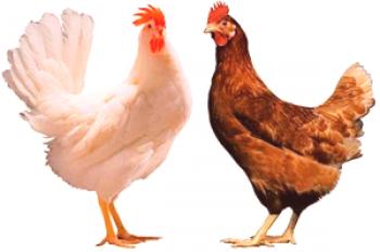 Chicken Breeds: Imena s fotografijami
