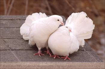 Kako se gojijo golobi - vse o procesu združevanja