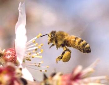Bashkir (Burzyn) abeja voladora: características y comentarios