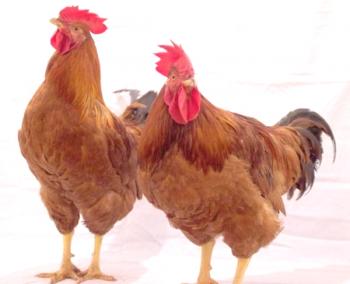 Opis Redbird Chicken Breeds, njihov foto in video pregled