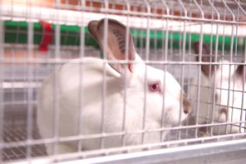 Enfermedad hemorrágica de los conejos - síntomas, tratamiento y vacuna