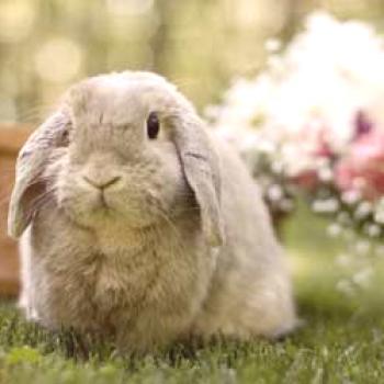 Деликатността на запазване на декоративните зайци и основните грешки в грижите