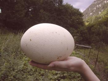 ¿Cuál es el peso máximo de un huevo de avestruz: las características de las canales de aves?