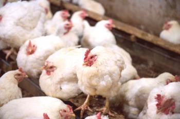 Salmonela pri piščancih: simptomi in zdravljenje, znaki, fotografije