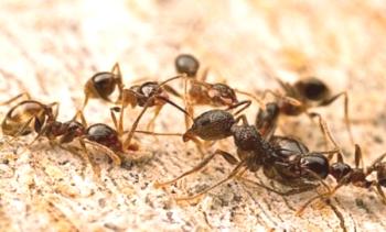 ¿Qué tipo de remedio popular es mejor que las hormigas?