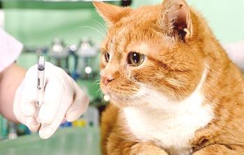 Kako narediti mačje injekcije: v kožici ali intramuskularno
