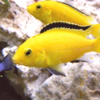 Cichlids yellou: ¿qué son notables en este tipo de peces y cómo cuidarlos adecuadamente?