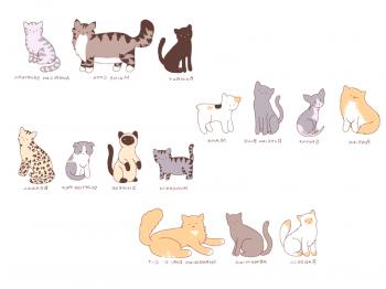 ¿Cuáles son las razas de gatos?