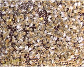 Las principales ventajas y desventajas de la raza cárpata de las abejas (karpatki)