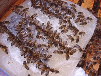 Alimentación primaveral de abejas con sirope de azúcar, miel, dulces.