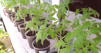 Sajenje paradižnika v rastlinjaku iz polikarbonata: kako posaditi