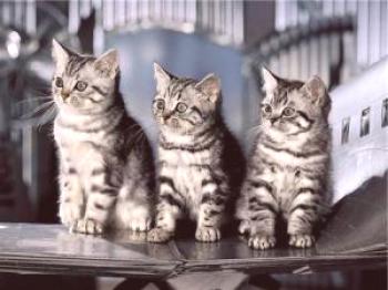 ¿Qué tipo de gatos está involucrado en la publicidad de viskas?