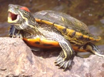 ¿Cómo cuidar a una tortuga pelirroja de agua dulce que tratar la enfermedad?