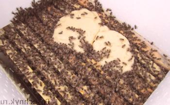 Al alimentar abejas dulces: diferentes recetas de Candi