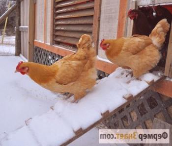 Calentamiento del pollo en invierno: métodos de calentamiento natural y artificial.