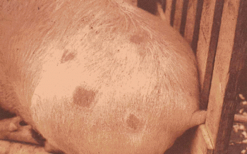 Cerdos de cerdo: síntomas y métodos de tratamiento