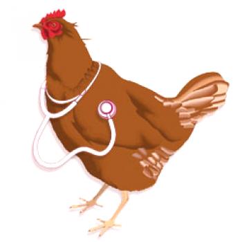 Enfermedades poco comunes de los pollos: síntomas, tratamiento, prevención