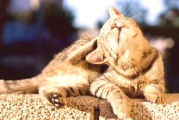 Kako prinesejo bolhe mačkam, kot da se osvobodijo (umijejo, mazijo, meljejo, obdelajo) in popolnoma ozdravijo parazite