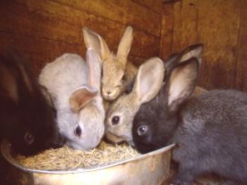 La cría de conejos como negocio en casa: opiniones