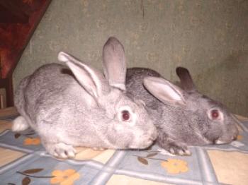Enfermedades de los conejos y su tratamiento - descripción de los síntomas (+ foto)