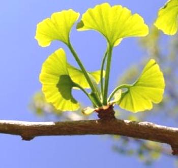 Planta de Ginkgo biloba: cultivo, cuidado, fertilización y crianza de variedades, plantación, reproducción y enfermedades + foto