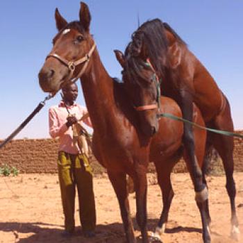 Pari domačih in divjih konjev: fotografija, video