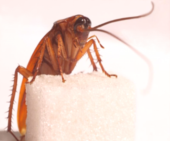 Kako se znebiti ščurki v apartmaju za vedno in hitro?