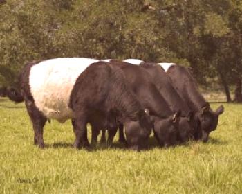 Gallean pasma krav za vzrejo, fotografija, opis