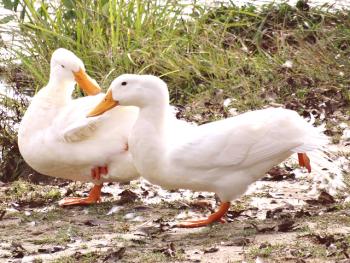 Los patos exprimen las plumas entre sí: por qué y qué hacer para las aves de corral