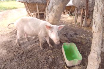 Peste porcina africana: síntomas, signos