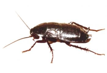Črni ščurek: opis vrste, fotografija, kraj bivanja