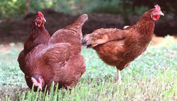 Rhode Island Chicken Breeding Pregled: Značilnosti, poreklo in ocene