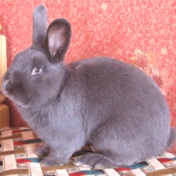 Conejo azul vienés: descripción y características de la raza.