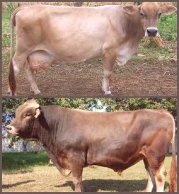 Raza Shvetsk de vacas: características y fotos.