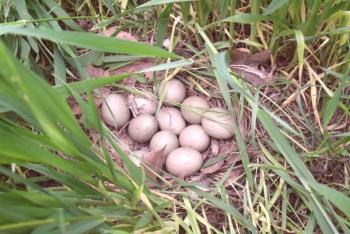 Averigüe cuántos faisanes están sentados en los huevos y cuál es su beneficio para una persona.