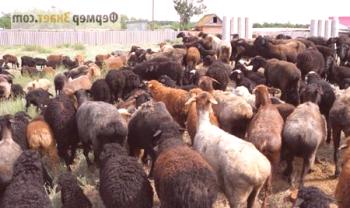 Овце от едилбаевской порода: най-важното за съдържанието и развъждането