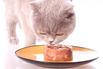Vratna hrana za mačke: Veterinarski pregledi in podroben pregled