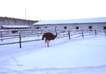 Resumen de la granja de avestruces en Murmansk: recorrido por las colas, alas y patas