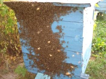 Dejavniki hujskih čebel in ukrepi za njegovo preprečevanje