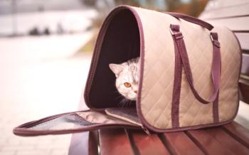 Bolsa de transporte para gatos: viaje cómodo para mascota.