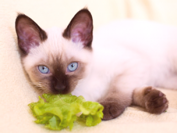 ¿Qué alimentar a un gato castrado?