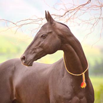 El caballo más bello del mundo: raza, foto y video reseña.