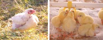 Atención a pollos de engorde desde los primeros días.